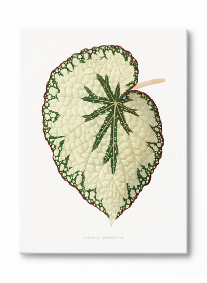 Beefsteak Begonia, Poster