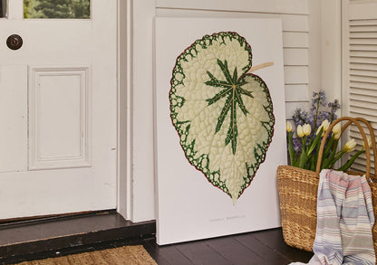 Beefsteak Begonia, Poster
